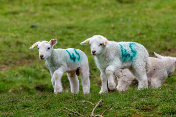 Obraz premium A pair of early spring lambs in green pasture