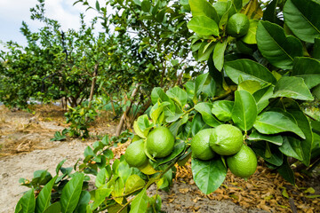 Close-up of green lemon fruits on a lemon tree in Taiwan.