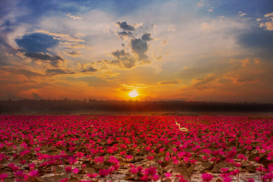 Red Lotus Sea at sunrise at Nong Han Lake, Udon Thani, Thailand