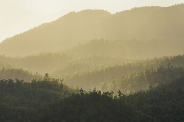 Forested instagram filter mountain slope in mist in a scenic landscape view