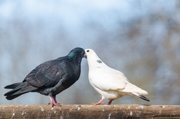 male black pigeon courting female white pigeon. Dove's behavior during loving courtship. Love is in the air