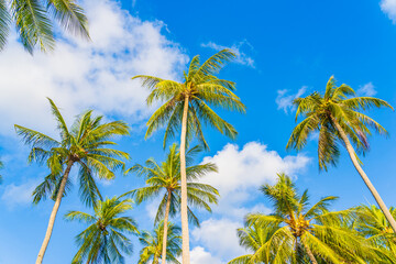 Obraz premium Beautiful tropical coconut palm tree on blue sky white cloud around beach sea ocean