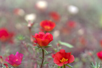 Beautiful purslane flowers in the garden. Portulaca grandiflora, rose moss, sun rose.Place for text.