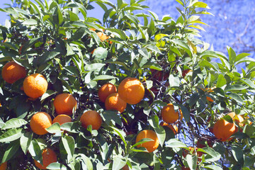 Orange tree in the sun with very green leaves