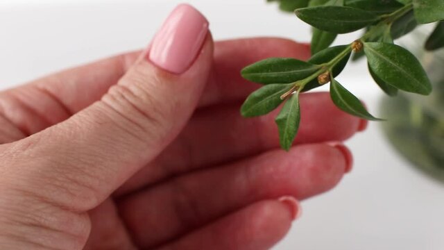 Female fingers of one hand with fresh tender pink manicure stroking small leaves of ruscus plant on white background