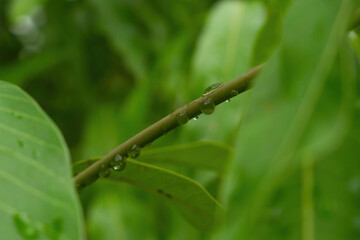 Transparent water droplets on green branches.