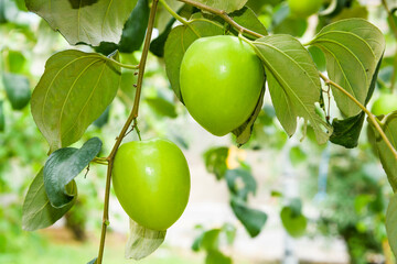 Close-up of green jujube fruit growing in the orchard.
