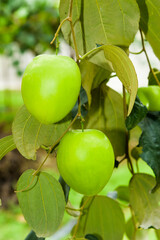 Close-up of green jujube fruit growing in the orchard.