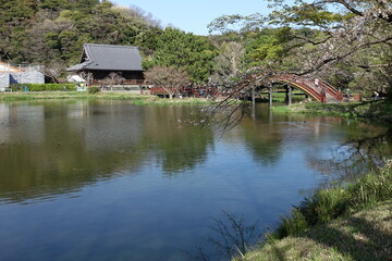 Fototapeta na wymiar cherry blossom and red wood bridge in yokohama city