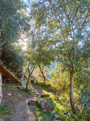 Narrow trekking path on the mountainside between trees in the golden light of the sunset.