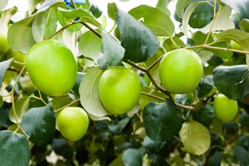 Close-up of green jujube fruit growing in the orchard.