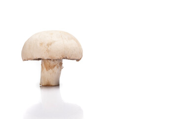 Ripe mushroom on white background