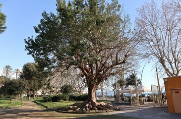 Obraz premium Napoli - Albero monumentale in Villa Comunale