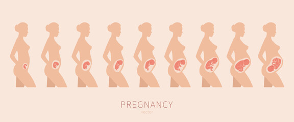The growth of a human fetus in vector. Silhouette of a pregnant woman 