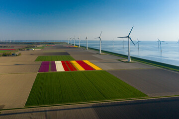 Tulip fields and wind turbines on the shore of IJsselmeer, in the Netherlands