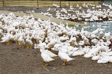 Gooses in a traditional free-range poultry farm in Taiwan