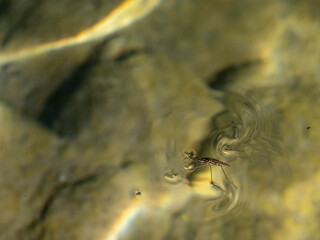 Mating Gerridae Water bugs pond skaters jesus bug