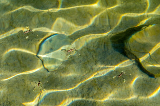 Mating Gerridae Water bugs pond skaters jesus bug