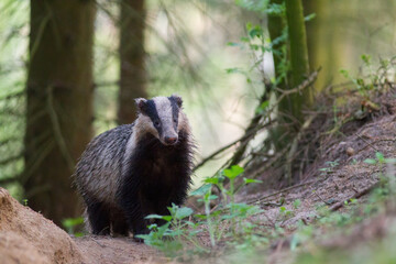 Borsuk badger © Pawel