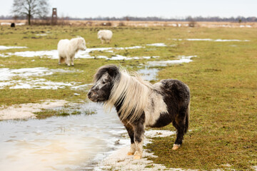 pony on a meadow in winter