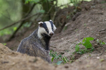 borsuk badger © Pawel