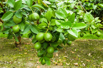 close-up of green lemon fruits on a lemon tree in Taiwan.