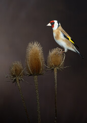 Goldfinch perched on a group of teasels