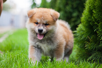 little puppy akita inu