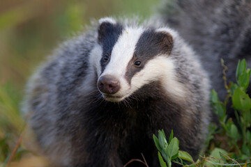 borsuk badger © Pawel