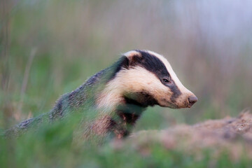 borsuk badger © Pawel