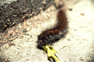 Caterpillar eating a snack