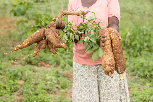 A farmer in Africa holding cassava plant harvest
