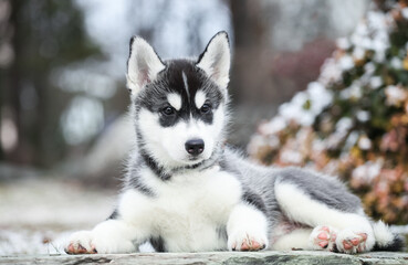 cute little husky puppy walks on the street