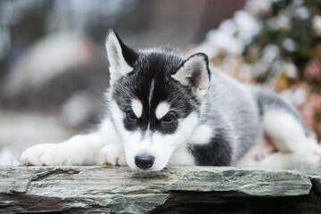 cute little husky puppy walks on the street