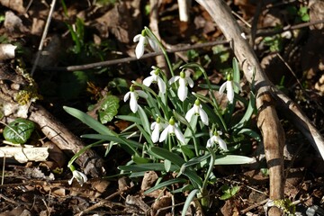Wilde Schneeglöckchen auf Waldboden zwischen Ästen