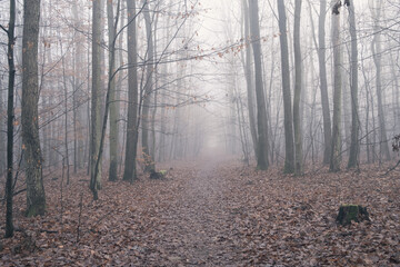 Fog in forest during late autumn