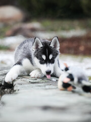 cute little husky puppy walks on the street