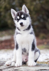 cute little husky puppy walks on the street