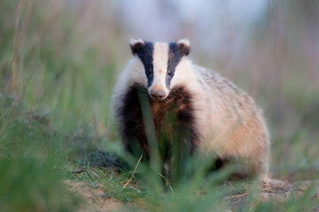 borsuk badger © Pawel