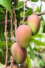 Close-up of mango fruits on the mango tree in Pingtung, Taiwan. 