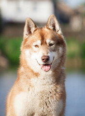 red head white siberian husky