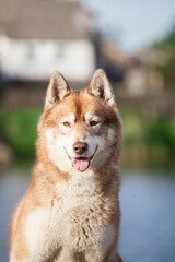 red head white siberian husky