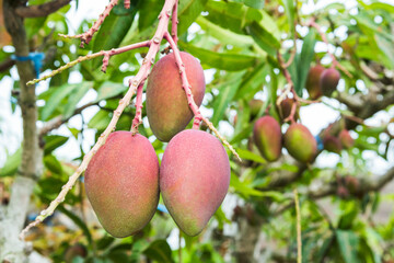 Close-up of mango fruits on the mango tree in Pingtung, Taiwan. 