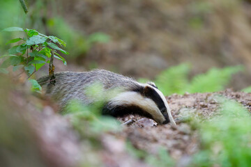 borsuk badger © Pawel