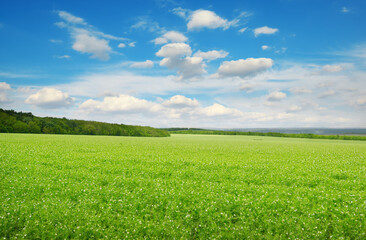 Fototapeta na wymiar Rectangular landscape with green pea