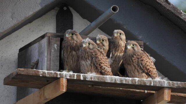 Turmfalke (Falco tinnunculus) Jungv&ouml;gel am Nistkasten auf Bauernhof in der Eifel