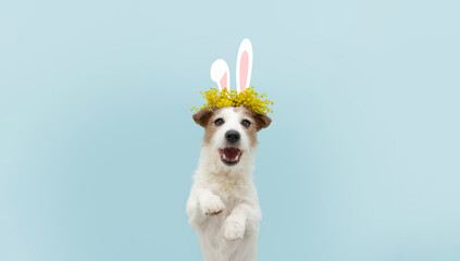Happy easter dog spring. Funny happy jack russell standing hind two legs wearing bunny ears....