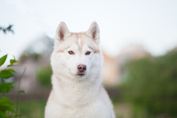 red head white siberian husky