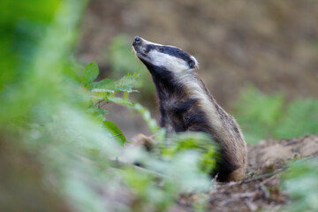 borsuk badger © Pawel