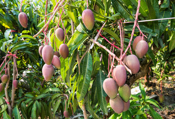 Close-up of mango fruits on the mango tree in Pingtung, Taiwan. 